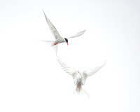 Arctic Terns Courtship