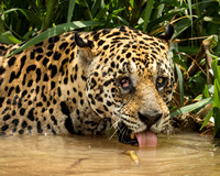Battle-scarred Jaguar