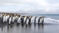 King Penguins at Salisbury Plain