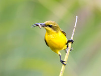 Yellow-bellied Sunbird Female