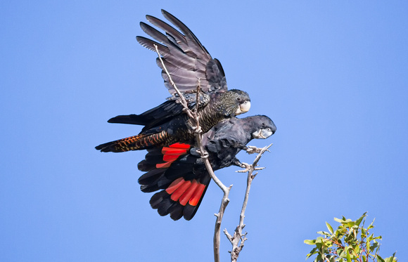 Red-tailed ​Black Cockatoos