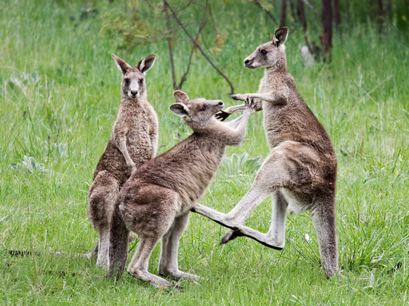 Kangaroos Sparring