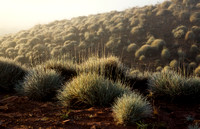 Spinifex in the Mist
