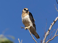 Letter-winged Kite, juvenile