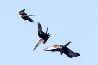 Black Falcons