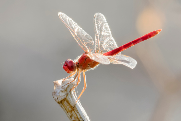 Red Arrow Dragonfly