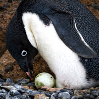 Adelie Penguin caring for its eggs
