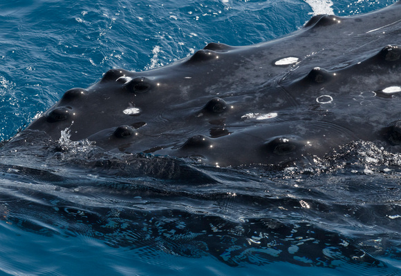 Humpback Whale detail