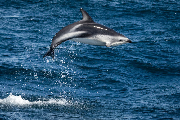 Leaping Dolphin