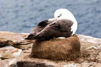 Black-browed Albatross 5