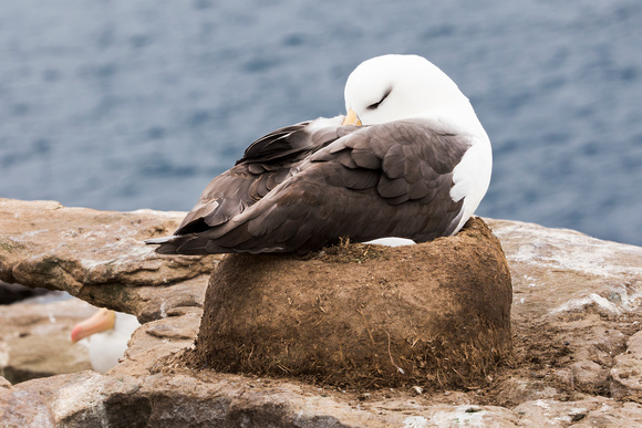 Black-browed Albatross 5