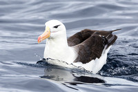 Black-browed Albatross 1