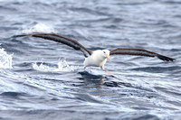 Black-browed Albatross 2