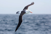 Black-browed Albatross 3