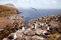 Black-browed Albatross 4