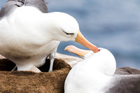 Black-browed Albatross 6