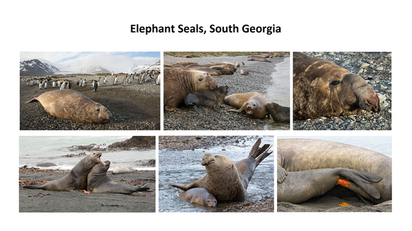 Elephant Seals, South Georgia