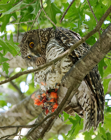Powerful Owl with King Parrot
