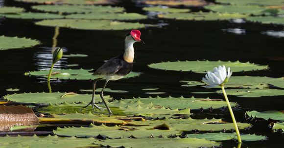 Comb-crested Jacana, on water lily pads