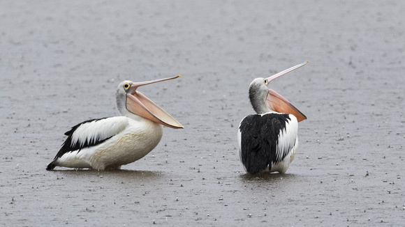 Pelicans Drinking Raindrops