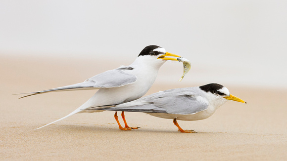 Little Tern Courtship