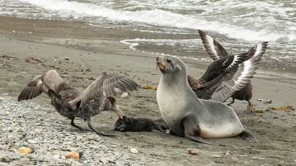 Giant Petrel With Seal Carcass