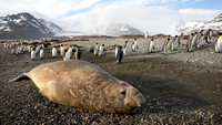 Elephant Seal Resting