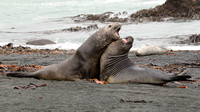 Elephant Seal Play Fight