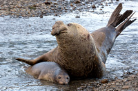 Elephant Seal Mating 2