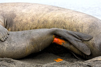 Elephant Seal Mating 3
