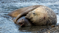 Elephant Seals - Tender Moment