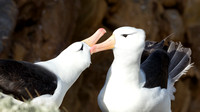 Black-browed Albatross Courtship 1