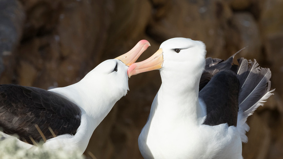 Black-browed Albatross Courtship 1