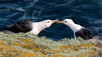 Black-browed Albatross Courtship 2