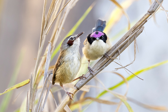 Purple-crowned Fairy-wrens