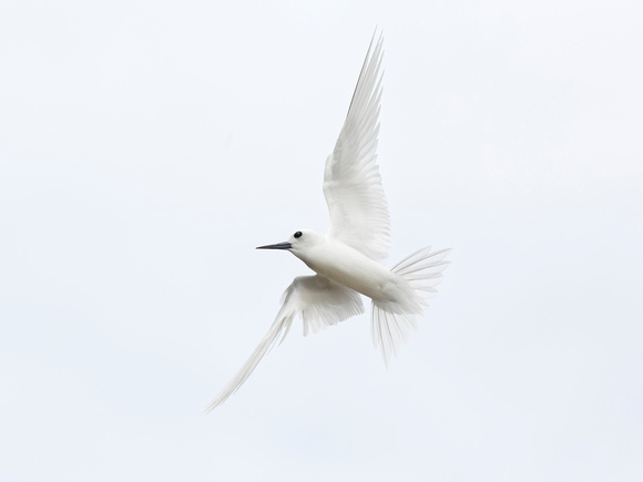 White Tern Aerobatics
