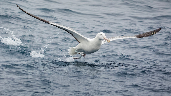 Southern Royal Albatross take-off (2)