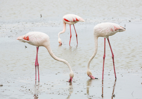 Greater Flamingos feeding