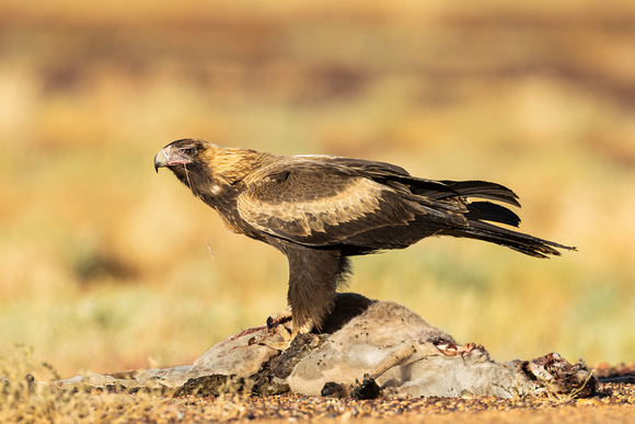 Wedge-tailed Eagle with roadkill