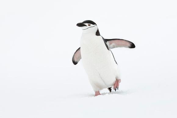 White Birds 1 - Chinstrap Penguin
