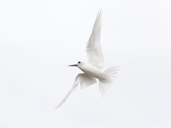 White Birds 4 - White Tern