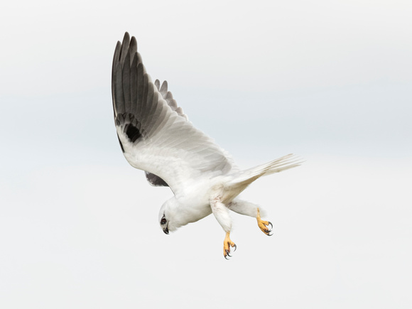 White Birds 5 - Black-shouldered Kite