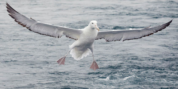 Southern Royal Albatross Landing