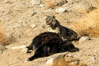 Snow Leopard and Yak