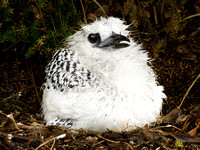 Red-tailed Tropicbird chick
