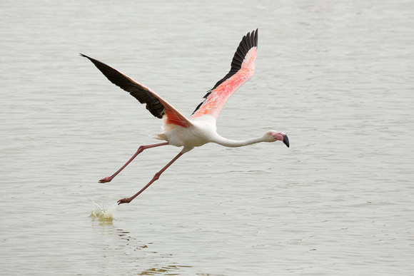 Greater Flamingo Take-off