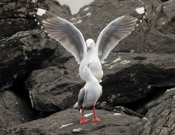 Red-billed Gulls Mating