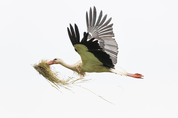White Stork With Nesting Material