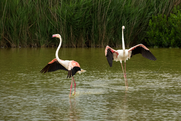 Greater Flamingo dance