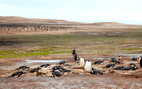 Falkland Gentoo Rookery